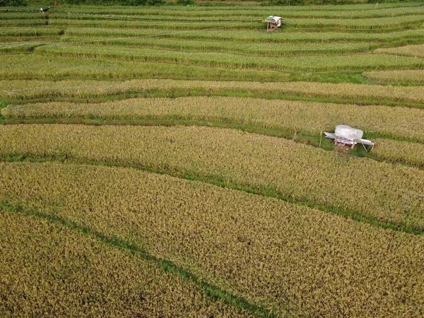 Aerial Panorama Agrarian Rice Fields Landscape Village Kendal Central Java — Fotografia de Stock