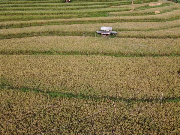 Panorama Udara Sawah Pertanian Lanskap Desa Kendal Jawa Tengah Seperti — Stok Foto