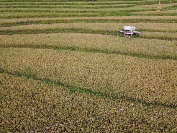 Aerial Panorama Agrarian Rice Fields Landscape Village Kendal Central Java — Zdjęcie stockowe