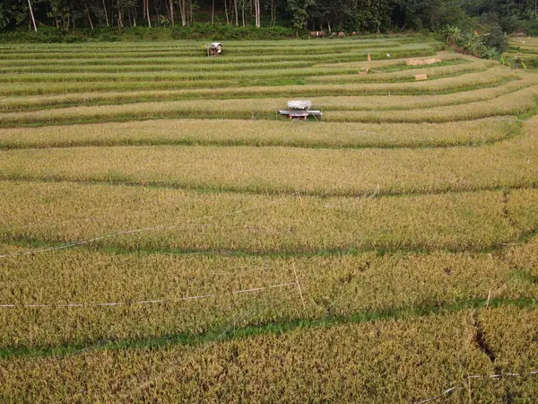 Légi Panoráma Agrár Rizsföldek Táj Falu Kendal Közép Jáva Mint — Stock Fotó