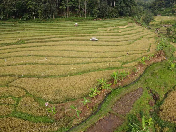 Panorama Aérien Des Rizières Agricoles Paysage Dans Village Kendal Java — Photo