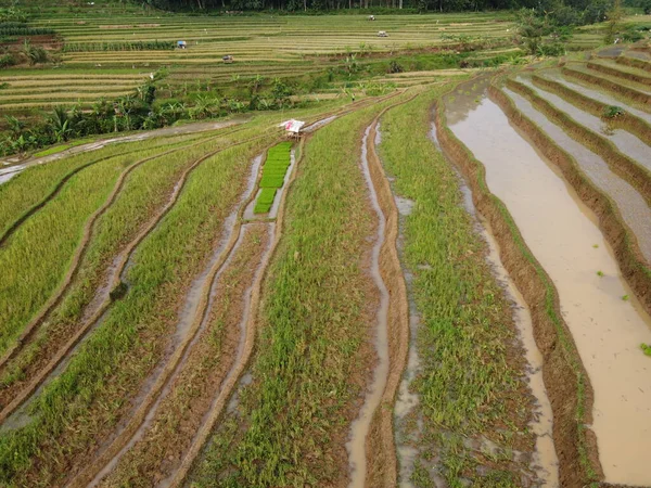 Kendal, Central Java köyündeki tarımsal pirinç tarlalarının manzarası. Teraslı pirinç tarlaları gibi. Bali Endonezya.