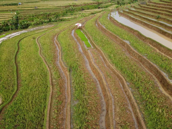 爪哇中部肯德尔村农田景观的空中全景 像一个梯形稻田 印度尼西亚巴厘 — 图库照片