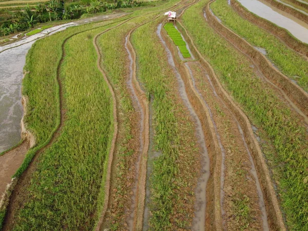 Aerial Panorama Agrarian Rice Fields Landscape Village Kendal Central Java — Photo