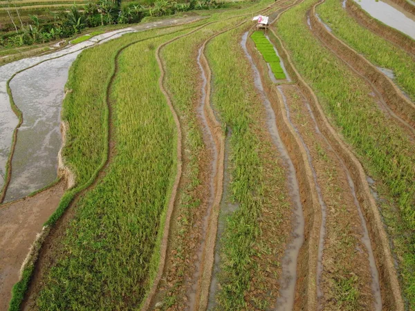 Légi Panoráma Agrár Rizsföldek Táj Falu Kendal Közép Jáva Mint — Stock Fotó