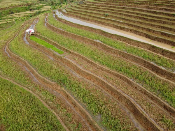 Aerial Panorama Agrarian Rice Fields Landscape Village Kendal Central Java — Photo