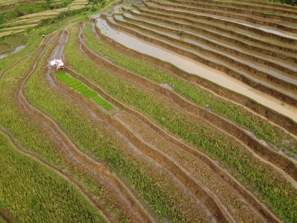 爪哇中部肯德尔村农田景观的空中全景 像一个梯形稻田 印度尼西亚巴厘 — 图库照片