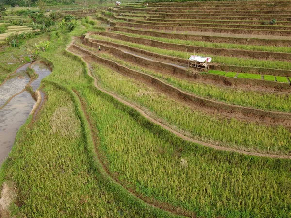 Antenn Panorama Över Agrara Risfält Landskap Byn Kendal Central Java — Stockfoto