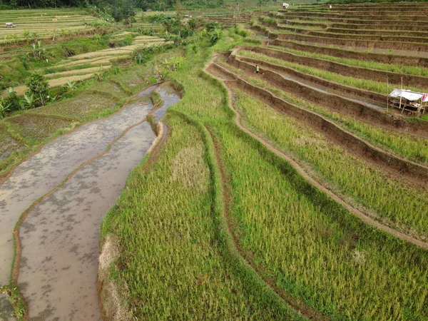 Aerial Panorama Agrarian Rice Fields Landscape Village Kendal Central Java — Photo