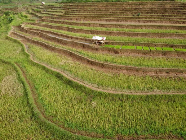 Aerial Panorama Agrarian Rice Fields Landscape Village Kendal Central Java —  Fotos de Stock