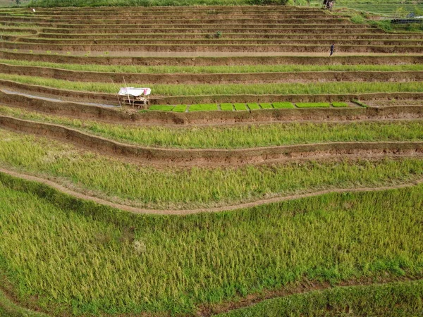 Panorama Aéreo Los Campos Arroz Agrario Paisaje Pueblo Kendal Java —  Fotos de Stock