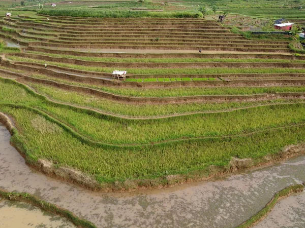 인도네시아의 발리에서 자라는 계단식 논처럼 자바의 마을에 풍경의 — 스톡 사진