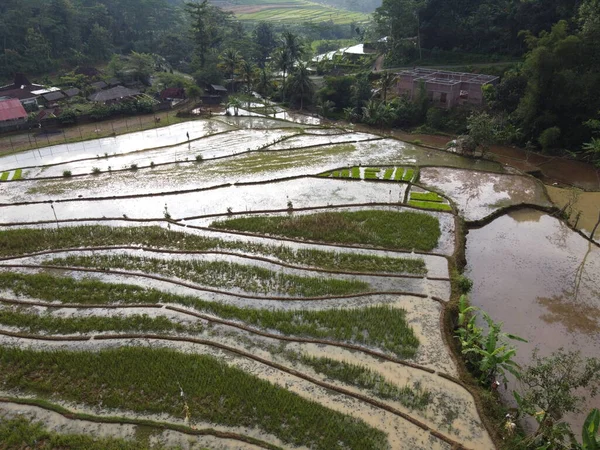 Aerial Panorama Agrarian Rice Fields Landscape Village Kendal Central Java —  Fotos de Stock