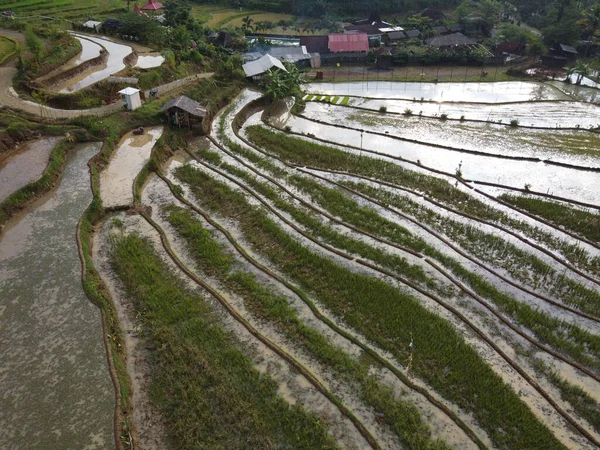 Aerial Panorama Agrarian Rice Fields Landscape Village Kendal Central Java —  Fotos de Stock