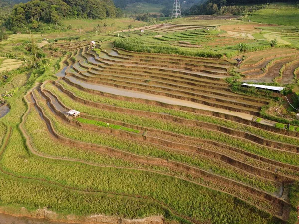 Aerial Panorama Agrarian Rice Fields Landscape Village Kendal Central Java — Stock Photo, Image