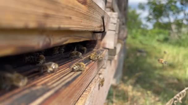 Video Honey Bees Approaching Departing Entrance Hive — Stockvideo