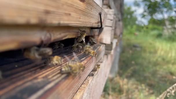 Video Van Honingbijen Naderen Vertrekken Van Ingang Van Korf — Stockvideo