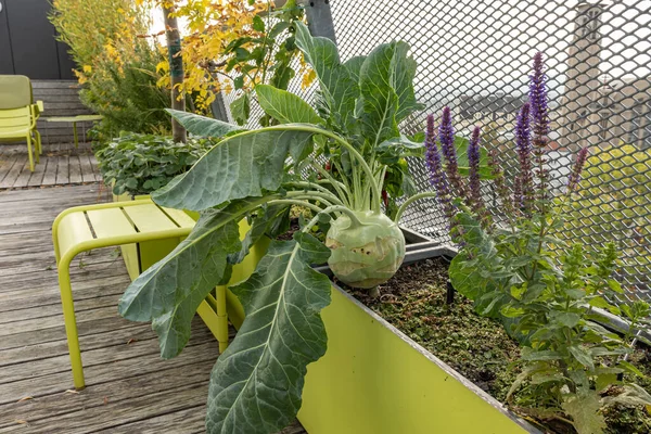 Very large turnip cabbage (Brassica oleracea gongylodes) with large leaves in a planter on a roof terrace in Vienna