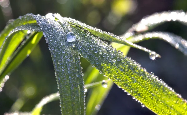 Gras mit Tau — Stockfoto