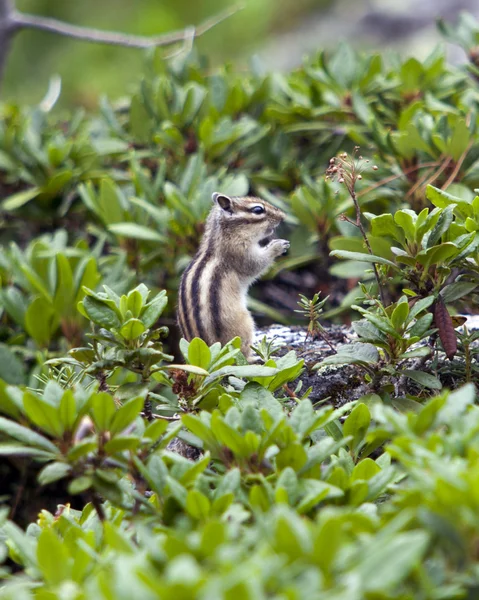 Un tamias sauvage — Photo