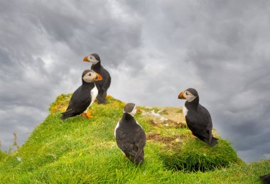 Faroe Adaları 'ndaki Mykines Adası' nın kayalıklarında üreyen Atlantik martı kolonileri.