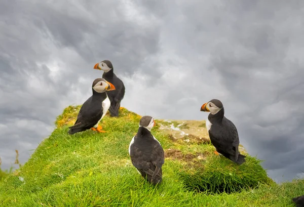 Huge Colonies Atlantic Puffins Breeding Cliffs Mykines Island Faroe Islands — Stock Photo, Image