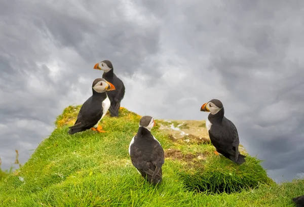 Grandes Colonies Macareux Moines Qui Reproduisent Sur Les Falaises Île — Photo