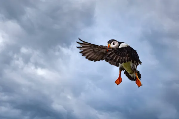 Fantastiska Bilder Atlantiska Puffins Flygning Som Landar Och Lyfter Från — Stockfoto