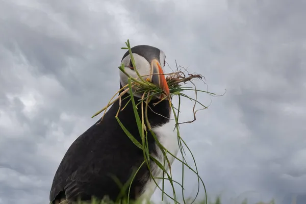 Closeup Puffin Bringing Grass Restore Its Burrow Cliffs Mykines Island — Stock Photo, Image