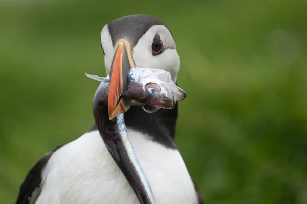 Närbild Puffin Återvänder Till Sin Håla Med Stor Fisk Näbben Royaltyfria Stockfoton