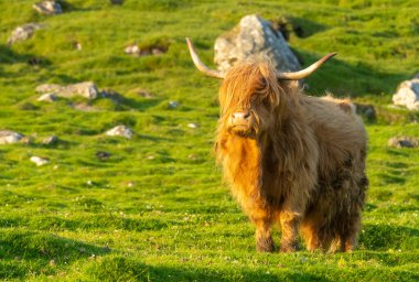 Faroe Adaları 'ndaki Streymoy Adası' nın çim tarlalarındaki dağlık sığırlar.