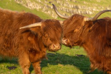 Faroe Adaları 'ndaki Streymoy Adası' nın çim tarlalarındaki dağlık sığırlar.
