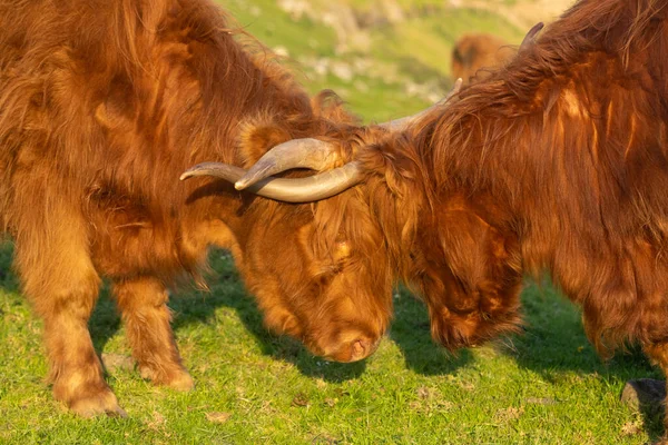 Highland Gado Rústico Nos Campos Grama Streymoy Island Ilhas Faroé — Fotografia de Stock