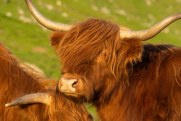 Highland Rustic Cattle Grass Fields Streymoy Island Faroe Islands — Stock Photo, Image