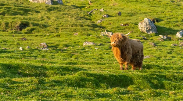 Highland Rustic Cattle Grass Fields Streymoy Island Faroe Islands — Stock Photo, Image