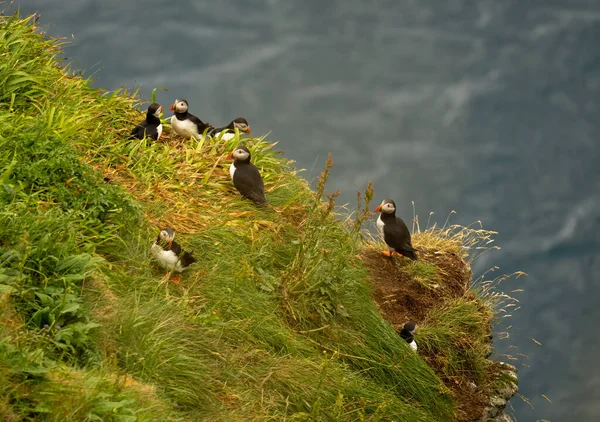 Colonie Pulcinelle Gjogv Gola Geo Isola Eysturoy Isole Faroe Immerso — Foto Stock