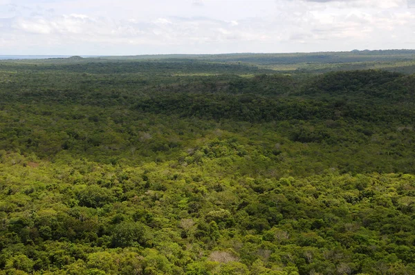 View Amazonian Savannah Vegetation City Alter Cho State Par Brazil — Stock Fotó