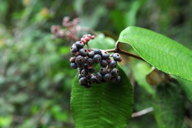 Brezilya 'nın Par eyaletindeki Alter do Cho şehrindeki Amazon savanının bitki ve meyve türleri..