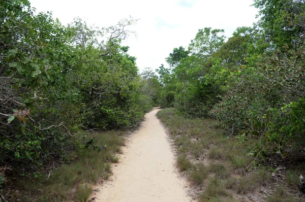 Trail Het Midden Van Amazone Savanne Vegetatie Naar Piraoca Heuvel — Stockfoto