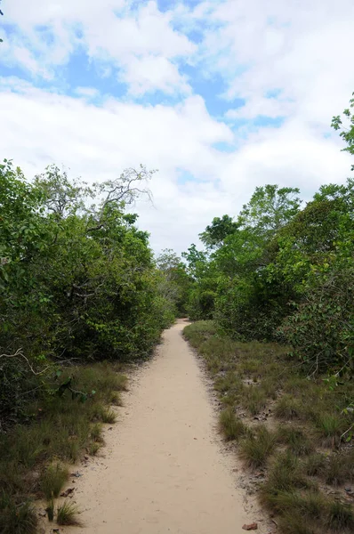 Trail Het Midden Van Amazone Savanne Vegetatie Naar Piraoca Heuvel — Stockfoto