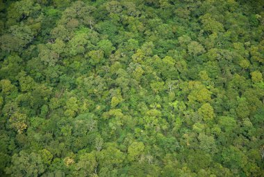 Brezilya 'nın So Paulo eyaletindeki Serra da Bocaina Ulusal Parkı' nın bitki örtüsü ve bitki örtüsü.