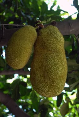 Rio de Janeiro, December 11, 2017.Jaca fruit, hanging on the jackfruit in the Tijuca National Park, in the city of Rio de Janeiro, Brazil