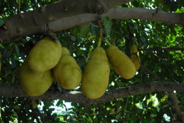 Rio de Janeiro, December 11, 2017.Jaca fruit, hanging on the jackfruit  in the city of Rio de Janeiro, Brazil