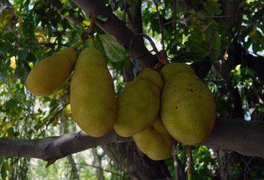 Rio de Janeiro, December 11, 2017.Jaca fruit, hanging on the jackfruit in the city of Rio de Janeiro, Brazil