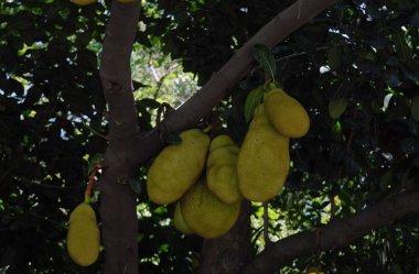 Rio de Janeiro, December 11, 2017.Jaca fruit, hanging on the jackfruit  in the city of Rio de Janeiro, Brazil