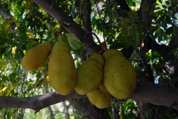 Rio Janeiro December 2017 Jaca Fruit Hanging Jackfruit City Rio — стоковое фото