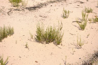 Alter do Cho,Par,Brasil.Vegetation on the banks of the Tapajs River in northern Brazil.