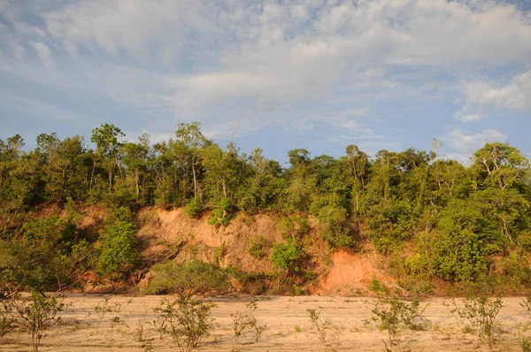 Alter Cho Par Brasil Vegetation Banks Tapajs River Northern Brazil — 스톡 사진