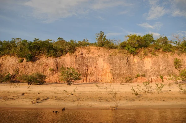 Alter Cho Par Brasil Falsia Banks Tapajs River Northern Region — 스톡 사진