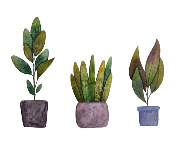 Watercolor bright illustration clipart with ficuses and cacti in cozy pots home plant decor design postcards fabric — Fotografia de Stock
